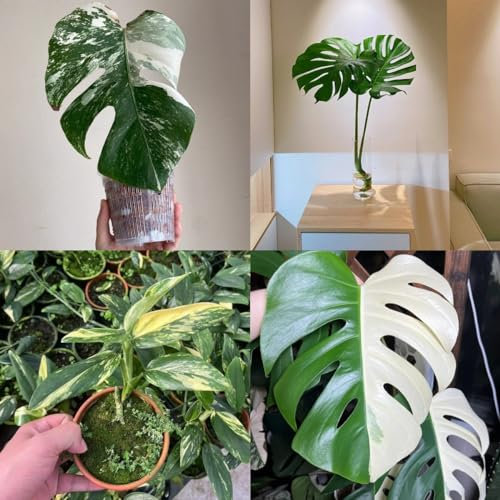 300 pz Semi di Monstera - Monstera Deliciosa Regali sostenibili per le donne, Semi di piante di Monstera Giardino dei regali, balcone dei semi Piante perenni Pianta perenne resistente
