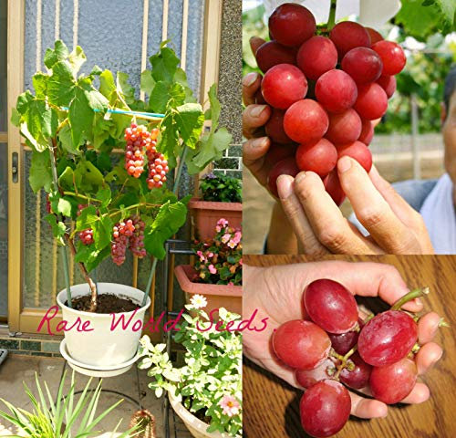 Portal Cool Unico! Uva 'Ishikawa Corallo' (Vitis vinifera) Jetzt bald Weinreben! Halb