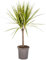 Dracaena Marginata Sunray - 60-80cm - Ø17cm - Zimmerpflanze - Immergrün