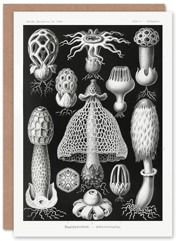 Artery8 Ernst Haeckel Art Card Basimycetes Fungi Species Vintage