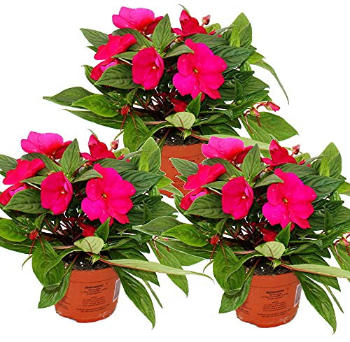 Lot de 3 plantes de guinée Impatiens - Pot de 12 cm - Rose vif