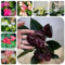 30 pcs Anthurium Pflanze Samen, grünpflanzen zimmerpflanzen Anthurium Clarinervium, Famingoblume, pflanztöpfe luftreinigende zimmerpflanzen ausgefallene geschenke pflanzensamen zimmerpflanzen