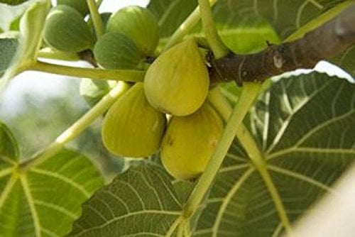 FICHI ALBERO DA FRUTTO ALBERO FICO PIANTA DI FICODOTTATO FRUTTA