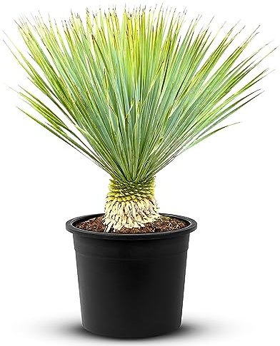 Tropictrees Schnabel-Yucca Rostrata mit Stamhöhe von 10-20 cm | Auffällige und dürreresistente Yucca Palme mit schwertförmigen Blättern | Himmlische Zimmerpflanze für Ihre Landschaft