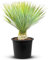 Tropictrees Schnabel-Yucca Rostrata mit Stamhöhe von 10-20 cm | Auffällige und dürreresistente Yucca Palme mit schwertförmigen Blättern | Himmlische Zimmerpflanze für Ihre Landschaft