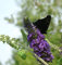 Sommerflieder Empire Blue 80-100cm - Buddleja