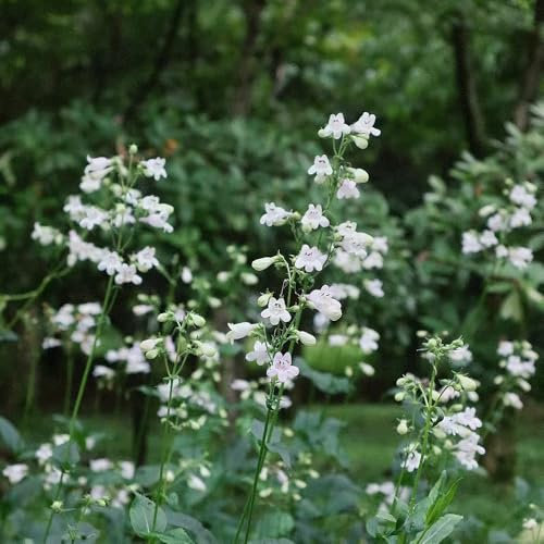 blumensamen balkon deko kräutersamen wildkräuter samen balkonpflanzen winterhart zimmerpflanzen samen blumen samen hochbeete für garten, exotische pflanzen winterhart, herbstblumen 55pcs