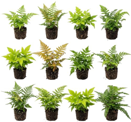 vdvelde.com - Helechos resistentes, 12 uds en maceta P9 para sombra | Vivaces de hoja decorativa en arriate, jardinera y semisombra, Dryopteris y Polystichum, unos 15 cm