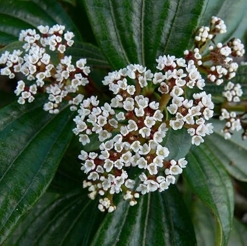 Immergrüner Kissen-Schneeball ca. 30 cm - Viburnum davidii im Topf gewachsen
