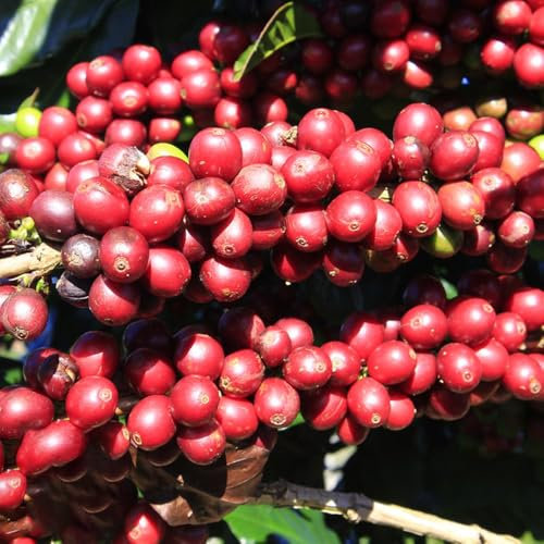 8 piezas comprar semillas de plantas de café, granos de café, plantas al aire libre, semillas balcón semillas de cafe plantas de interior, cama de balcón Semillas de plantas exóticas,