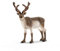 SCHLEICH 14837-24