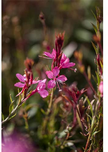 Gaura lindheimeri - Prachtkerze, pink - winterhart, im Topf 13 cm, in Gärtnerqualität von Blumen Eber - 13 cm