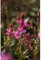 Gaura lindheimeri - Prachtkerze, pink - winterhart, im Topf 13 cm, in Gärtnerqualität von Blumen Eber - 13 cm