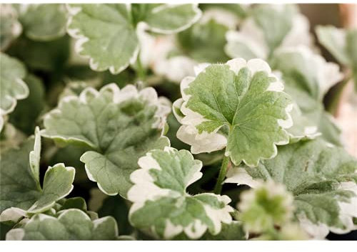 Weißbunter Gundermann 'Variegata', Glechoma hederacea, im Topf 11 cm - winterhart, im Topf 11 cm, in Gärtnerqualität von Blumen Eber - 11 cm