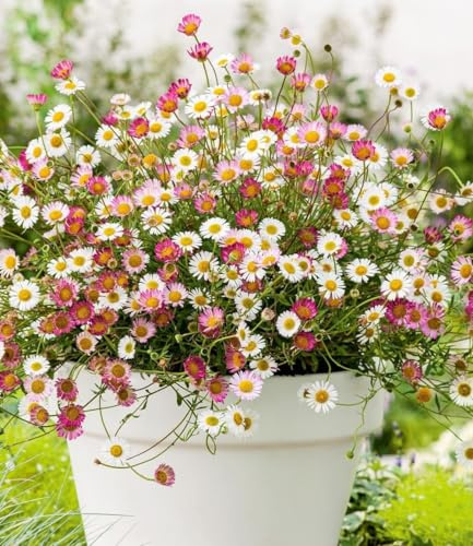 BALDUR Garten 9x Spanisches Gänseblümchen, Pflanzen im 9x9 cm-Topf | Erigeron Staude, winterharte Staude, mehrjährig & blühend, Erigeron karvinskianus, Korbblütler, Blütenteppich, Blickfang