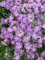 Rhododendron impeditum 'Ramapo' 30-40 cm - Zwerg-Rhododendron, lila Blüten, Blütezeit April-Mai, ideal für Steingärten, winterhart und pflegeleicht