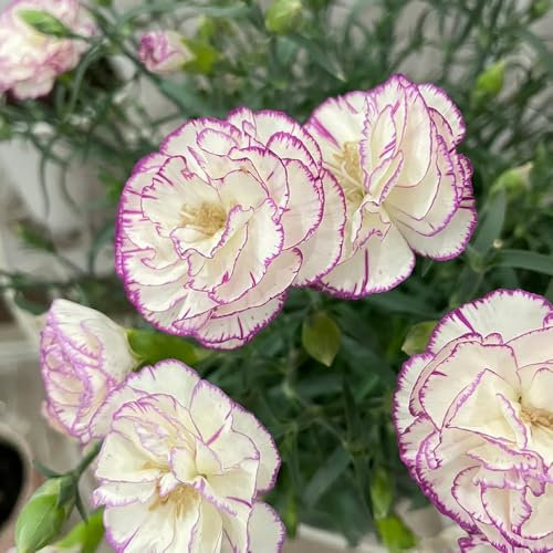 300 Pcs Nelken Samen Winterhart Mehrjährig - Bartnelken Blumensamen, Seltene Pflanzen, Wohnzimmer Deko Bartnelken Pflanzen Samen, Nelken Bio Samen, Gartendeko Für Draußen, Balkonpflanzen