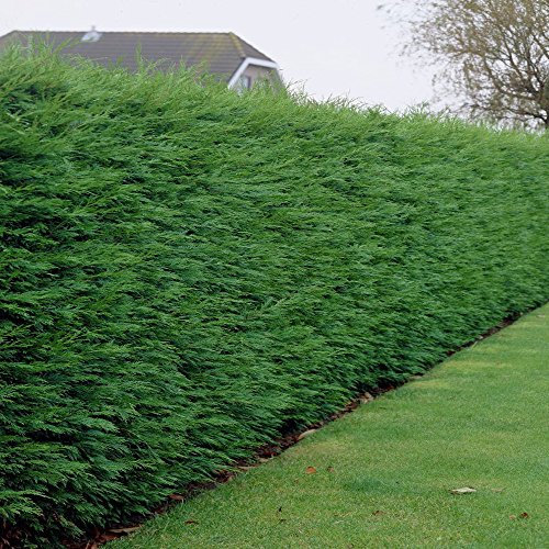 GardenersDream Green Leylandii Plants - Dense Leyland Hedging - Evergreen Outdoor Shrubs for Garden - All Year Round Hedge Bushes for Gardens and Borders (9cm Pot, 50 Plants)
