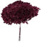 Ortensia STABILIZZATA | Vari Colori | 20x60 cm Bomboniera Allestimento Feste Cerimonie Fiori Fiore Vero (Rosso Vinaccia)