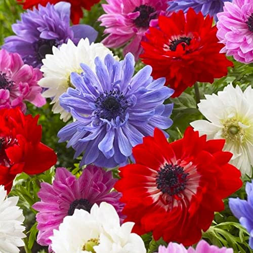 Anemone Mixed – Summer Flowering Bulbs – Perennial – for Your Beautiful Garden (15 x Anemone St. Brigid)