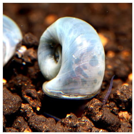 AQ4Aquaristik 5 x Blaue Posthornschnecken, Planorbella duryi, Reinigungscrew, Algenfresser