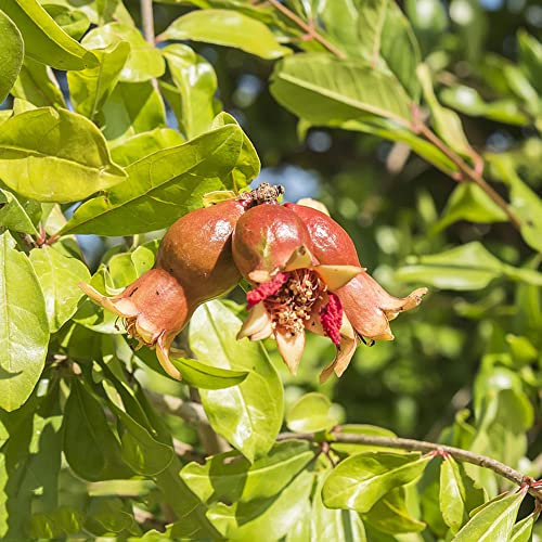 100 Stück samen granatapfelbaum winterhart kaufen granatapfel obst frisch gewächshaus balkon obstbaum baum spalierobst pflanzen garten luftreinigende zimmerpflanzen säulenobst
