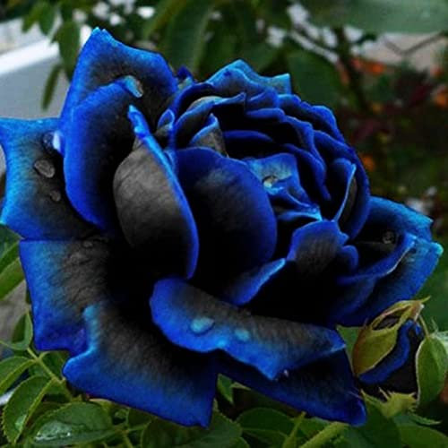 Semi di Rosa Blu-Nera, 20 Pezzi Semi di Rosa Blu Rara fioritura Fiore di Mezzanotte pianta Giardino Bonsai Decorazioni per la casa 20 Semi di Rosa Blu