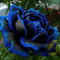 Semi di Rosa Blu-Nera, 20 Pezzi Semi di Rosa Blu Rara fioritura Fiore di Mezzanotte pianta Giardino Bonsai Decorazioni per la casa 20 Semi di Rosa Blu