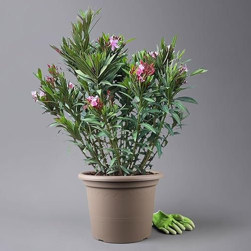 Oleander, Farbe zufällig, Topf-Ø 33 cm, Höhe ca. 100 cm
