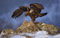 Jungen 3D Puzzle 2000 Teile Greifvogel 70x100CM