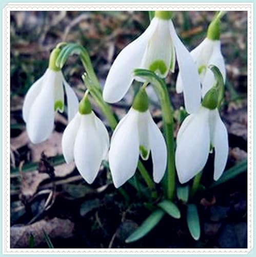 Mehrjährige Blumenzwiebel ist winterhart, Winterhart zwiebeln, Winterhart pflanzen, Blumenzwiebel Mix, Mysteriöse magische Glühbirne-1 Pflanzen Zwiebeln SchneeglöCkchen