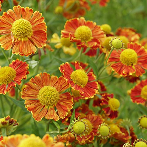 Blumixx Stauden Helenium Hybride 'Nella' – Sonnenbraut ziegelrot blühend, winterhart, mehrjährig, Insektenmagnet, ideal für Beet & Garten