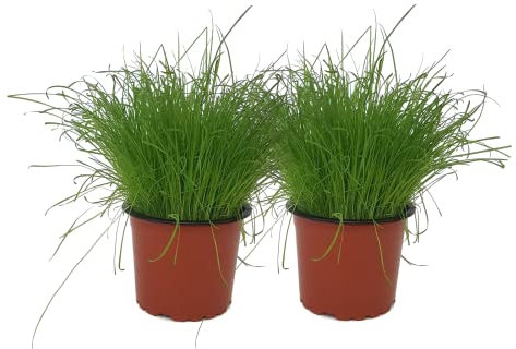 Set de 2 Hierba para Gatos DECOALIVE Plantas Naturales para las Mascotas