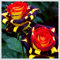 Farbenfrohe Rosen, Premium-Sorten - mehrjährig, hochwertige Zwiebeln, geeignet für die Innen- und Gartendekoration-2 zwiebel-C