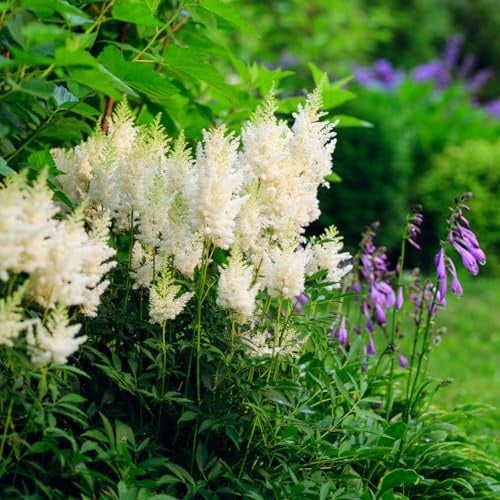 Bloomique - 3er - Set - Astilbe Astary White - Prachtspiere - Gartenpflanze - Reichblühend - Winterhart - Mehrjährig - Höhe 10-20 cm - Topf 9 cm