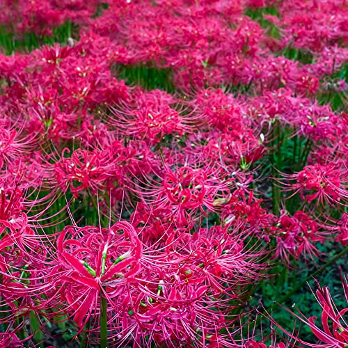 4 Stück blutblume lycoris radiata zwiebel winterhart rote spinnenlilie zimmergewächshaus anzucht frühblüher zwiebeln geschenke für ältere menschen gardening plant winterlinge zwiebeln mehrjährig