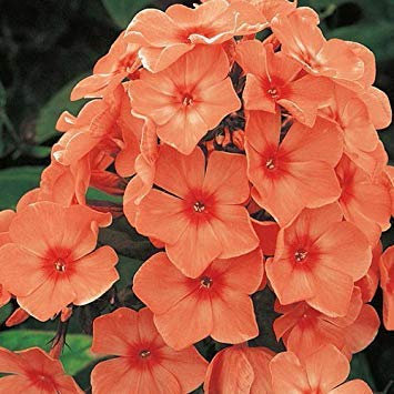Petsdelite® Phlox Orange Perfection (3 radici) - Ora spedizione