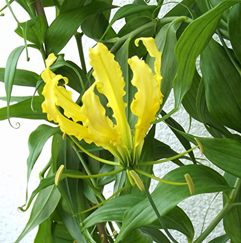 Gloriosarhizome : Gloriosa lutea - Gelbe Ruhmeskrone 1 Rhizom
