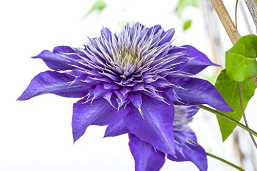 Clematis Hybride 'Multi Blue' 40-60 cm - Waldrebe, blaue gefüllte Blüten, Blütezeit Mai-September, ideal für Rankgerüste, winterhart, pflegeleicht