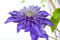 Clematis Hybride 'Multi Blue' 40-60 cm - Waldrebe, blaue gefüllte Blüten, Blütezeit Mai-September, ideal für Rankgerüste, winterhart, pflegeleicht