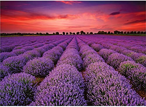 Puzzles 1000 Teile für Erwachsene Provence Lavendelfeld 1000 Teile Puzzle Lavendel Blumen Puzzles Frankreich Landschaft Puzzel 1000 Lila Blumen View Puzzle für Erwachsene Teens