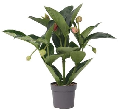 Plant in a Box - Medinilla Magnifica 'Flamenco' - Rosenmedinilla - Zimmerpflanze – ⌀14 cm – Höhe 45-55cm