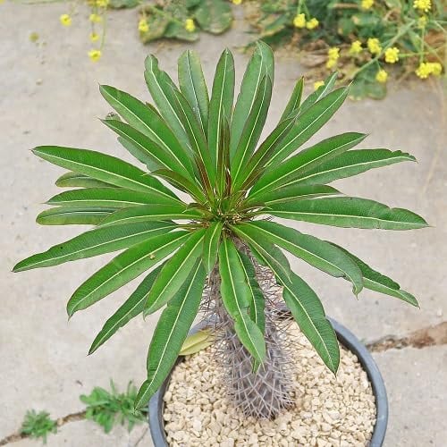 50 graines fraîches de plantes Pachypodium