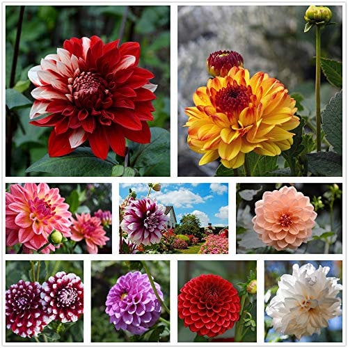 Petali composti di semi di dalia multicolore misti confezionati singolarmente (900+) piante in vaso da giardino all'aperto (non OGM) (6g)