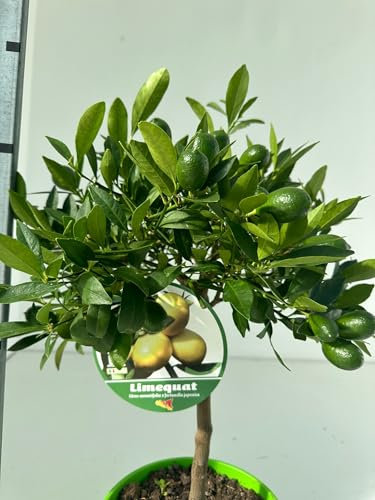 Limequat Mini Albero in Vaso di Plastica Riciclabile, Ø 15 cm, Colore Cotto 40 cm di altezza - pianta viva -Giambo' Piante