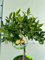 Limequat Mini Albero in Vaso di Plastica Riciclabile, Ø 15 cm, Colore Cotto 40 cm di altezza - pianta viva -Giambo' Piante