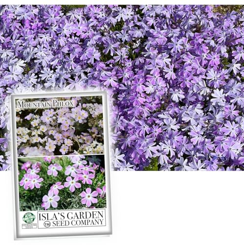 Mountain Phlox Flower Seeds, 1000+ Flower Seeds Per Packet, Non GMO & Heirloom Seeds, (Isla's Garden Seeds), Scientific Name: Phlox austromontana