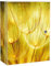 banjado Medizinschrank abschliessbar mit Motiv Pusteblumen Gold 35x46x15cm - großer Arzneischrank für die Hausaphotheke - Medikamentenschrank aus Metall zur Medikamenten Aufbewahrung