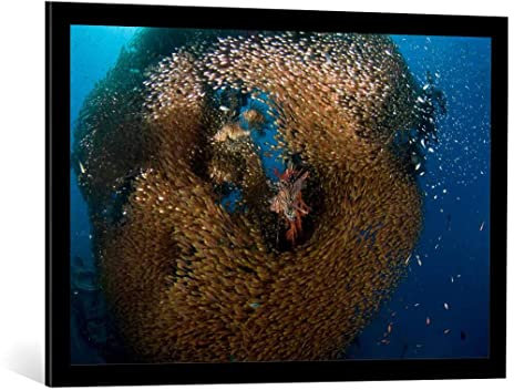 Kunst für Alle Image encadrée: Ilan Ben Tov Verre et Poisson-Lion - Impression d'art décorative, en Cadre de Haute qualité, 90x60 cm, Noir Mate de Soie