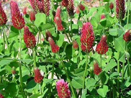 Gelb: 100 blaue Hortensien Blumensamen Bonsai Baum brauchen fast keine Pflege : Seeds Only